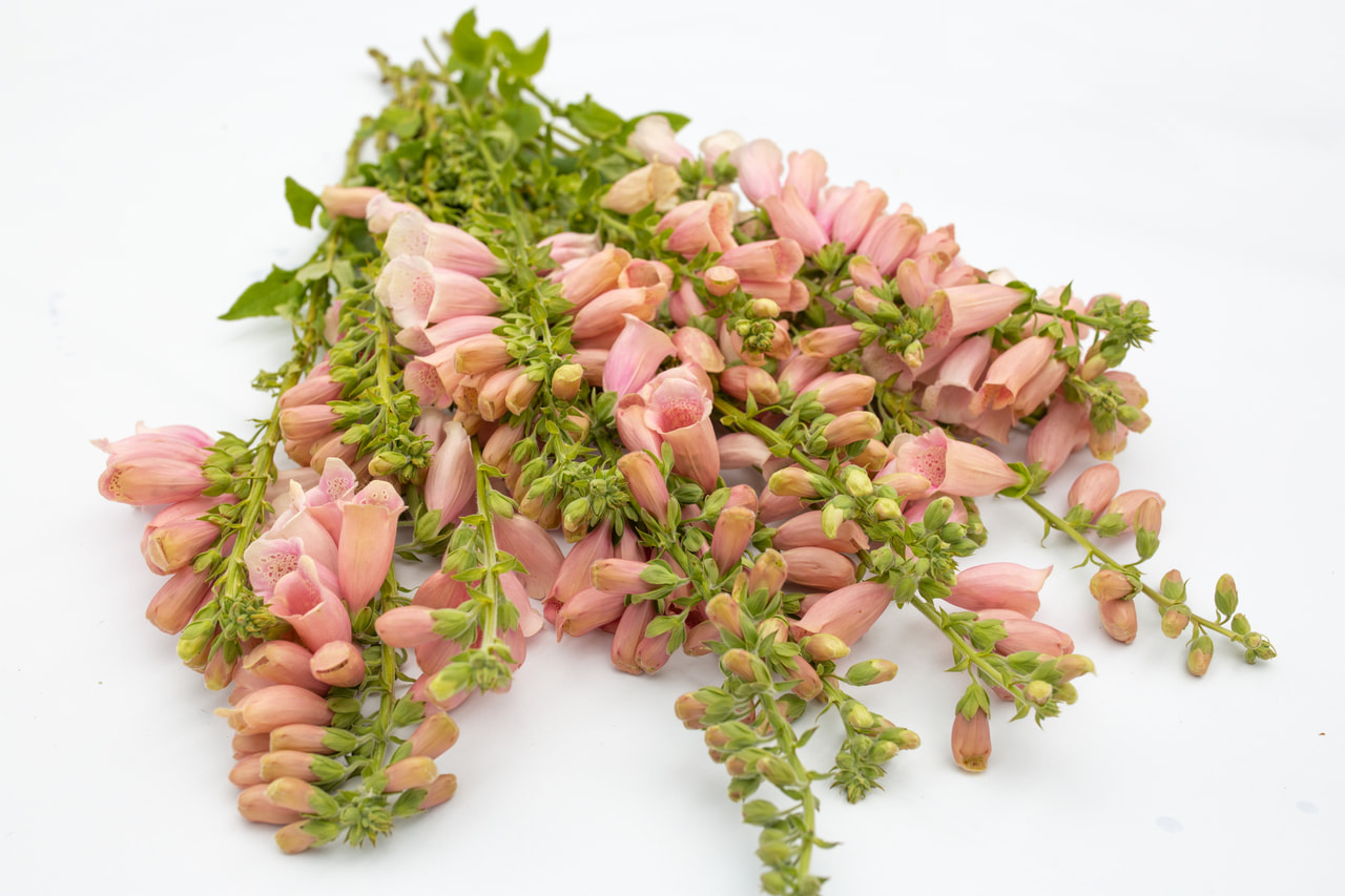 Sormustinkukka Dalmatian Peach, Loukykvět