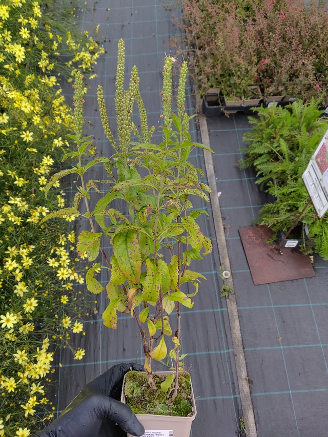 Tädyke White Jolanda - 12. 9. 2025