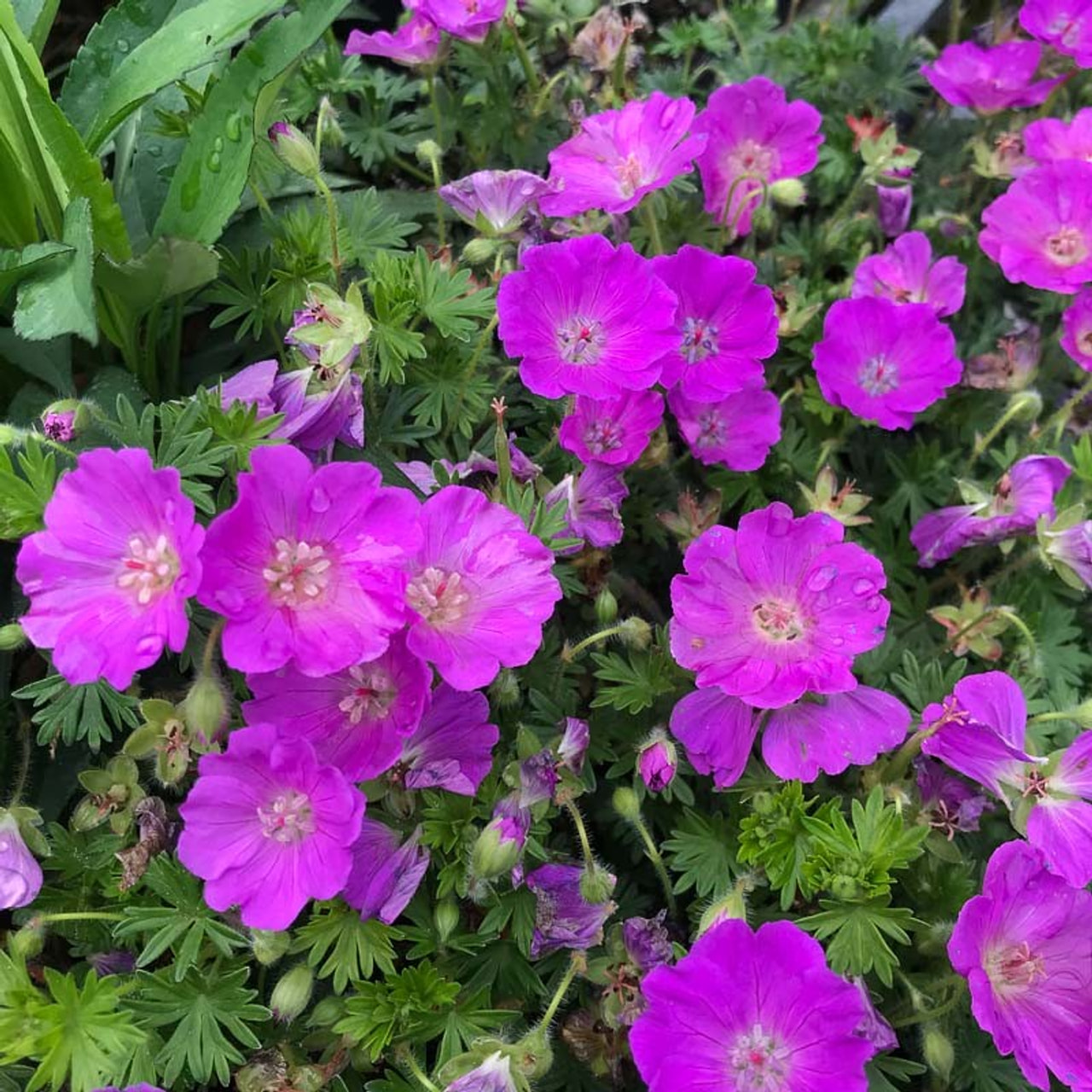 Verikurjenpolvi Elsbeth, Loukykvět