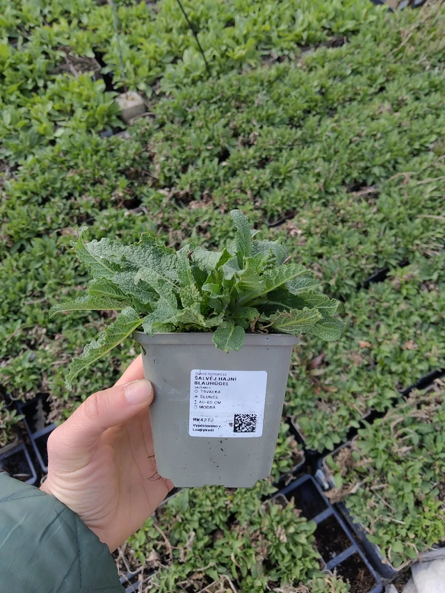 Salvia nemorosa Blauhügel - 21. 4. 2026