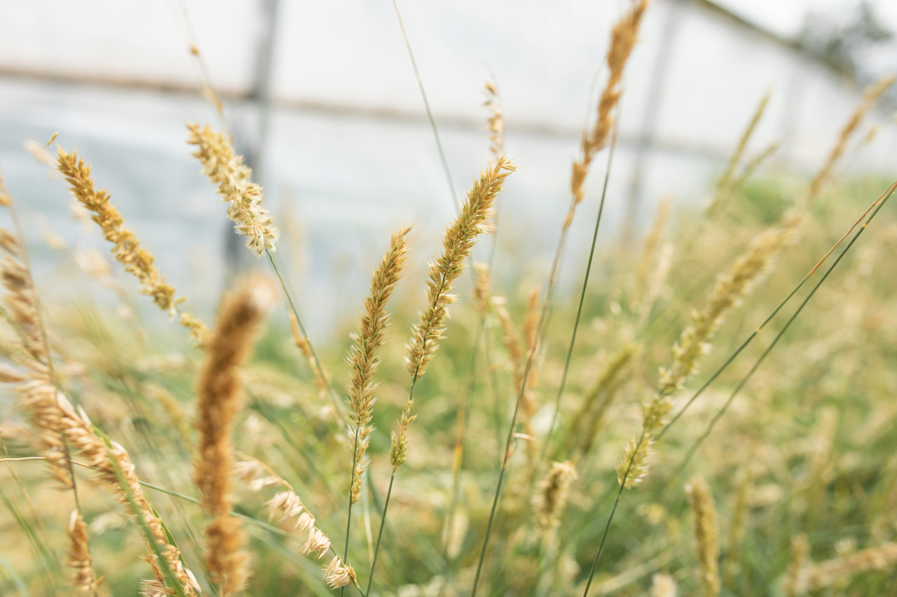 Tähkähelmikkä Silky, Loukykvět