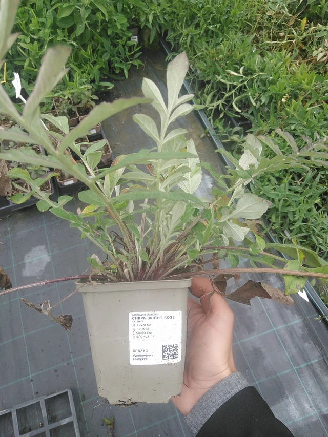 Ruiskaunokki Bright Rose - 10. 10. 2025