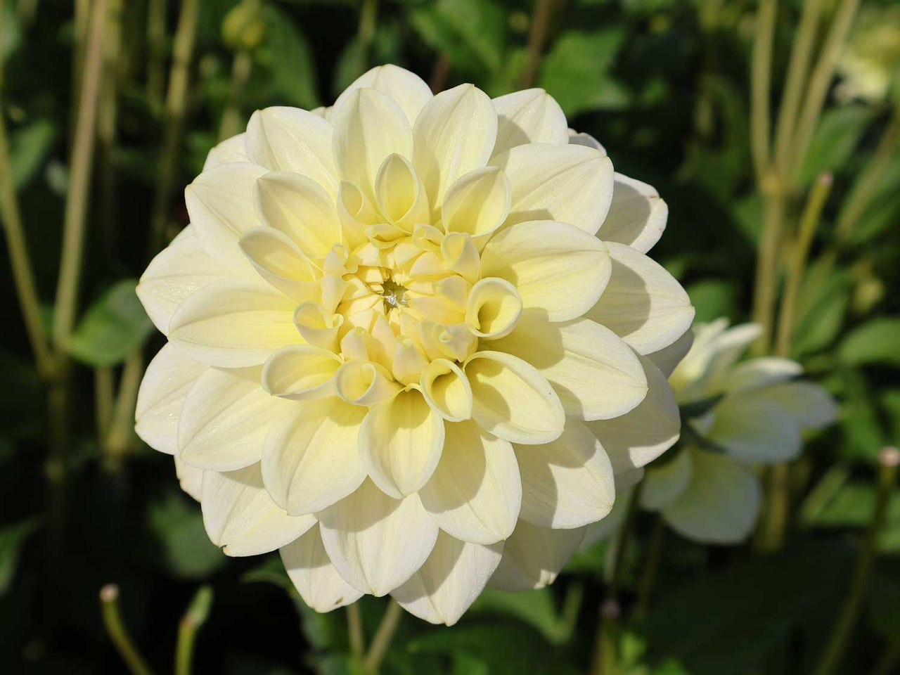 Daalia Caramel Antique, Loukykvět