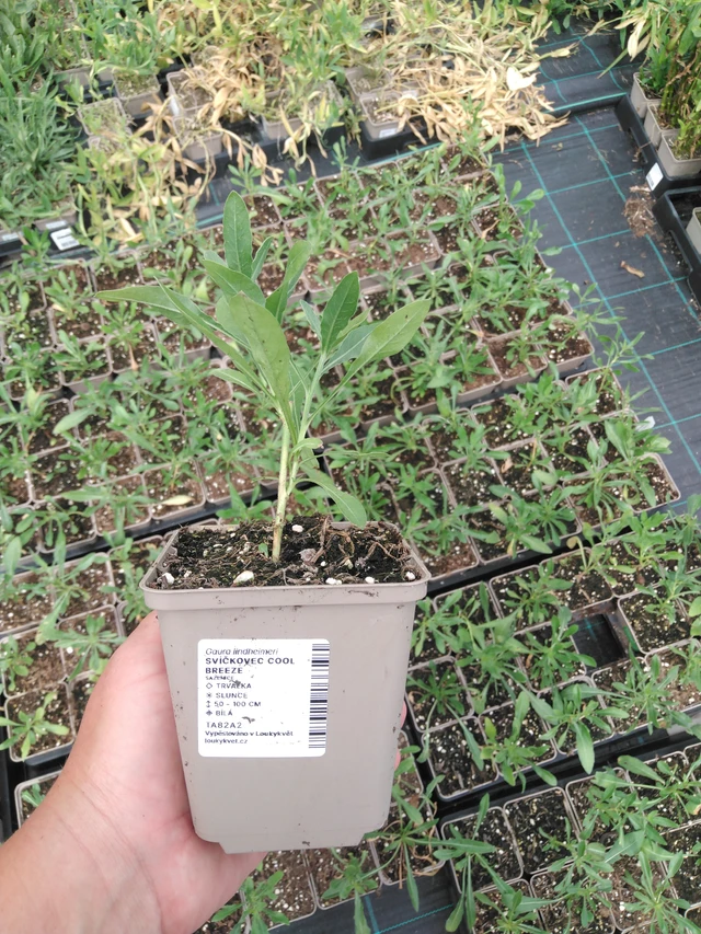 Kesäkynttilä Cool Breeze - 2024