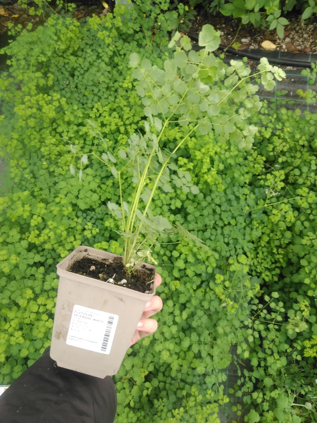 Ängelmä Splendide White - 2024