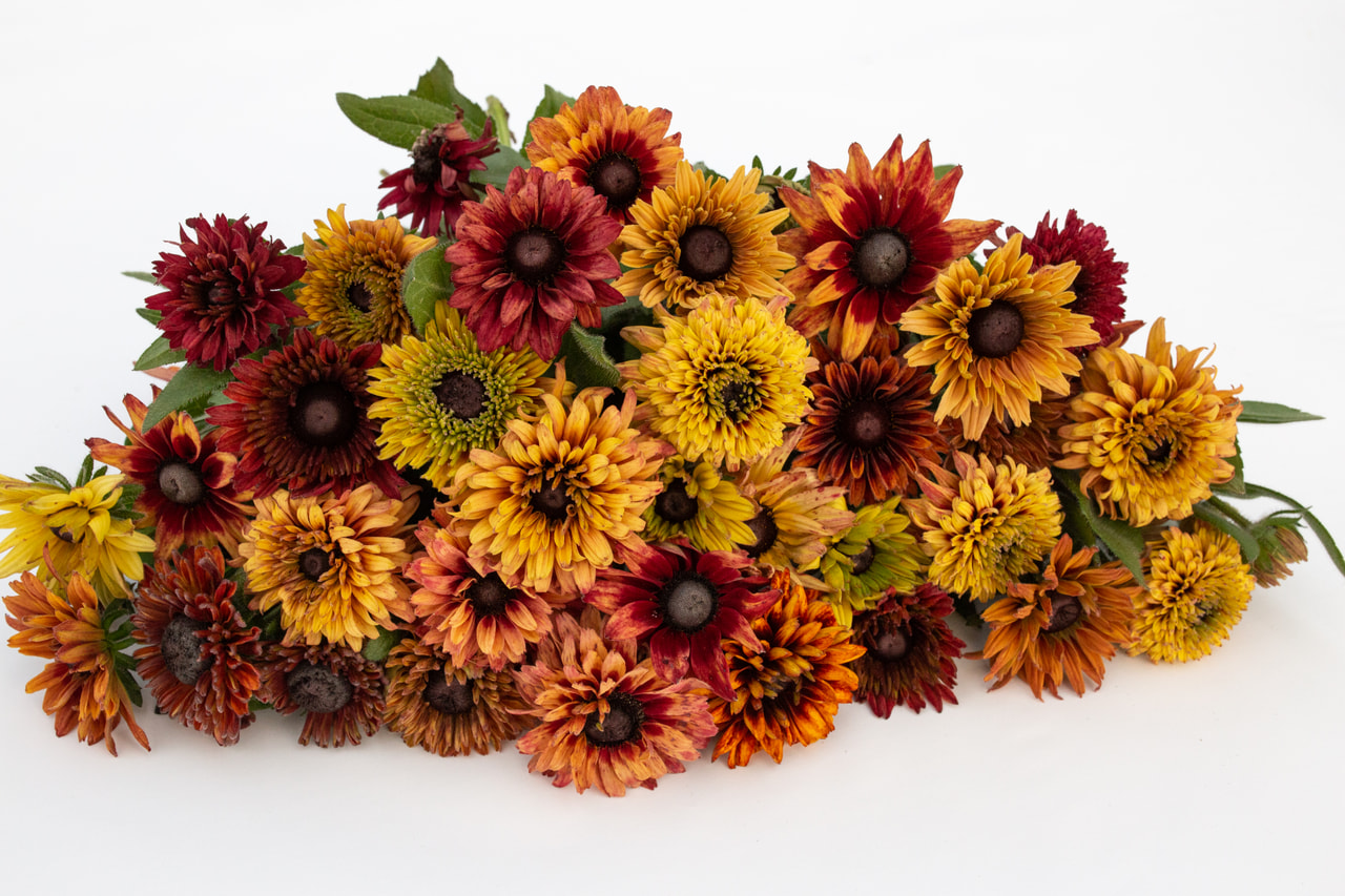 Rudbeckia Sahara, Loukykvět