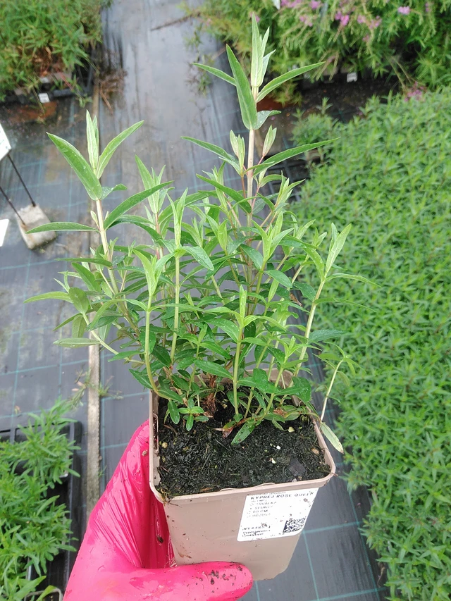 Rantakukka Rose Queen - 29. 7. 2025