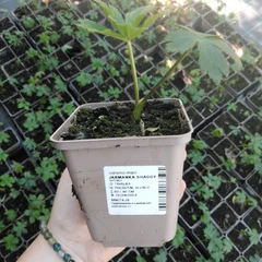 Planta