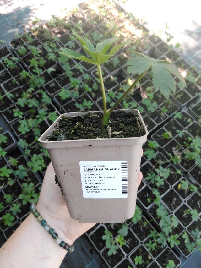 Tähtiputki Shaggy - 2024