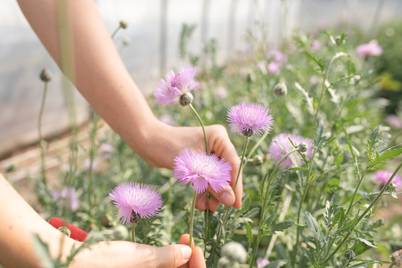 Aciano imperial Graciosa, Loukykvět