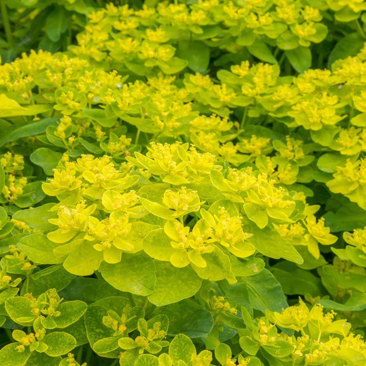 Euforbia policroma, Loukykvět