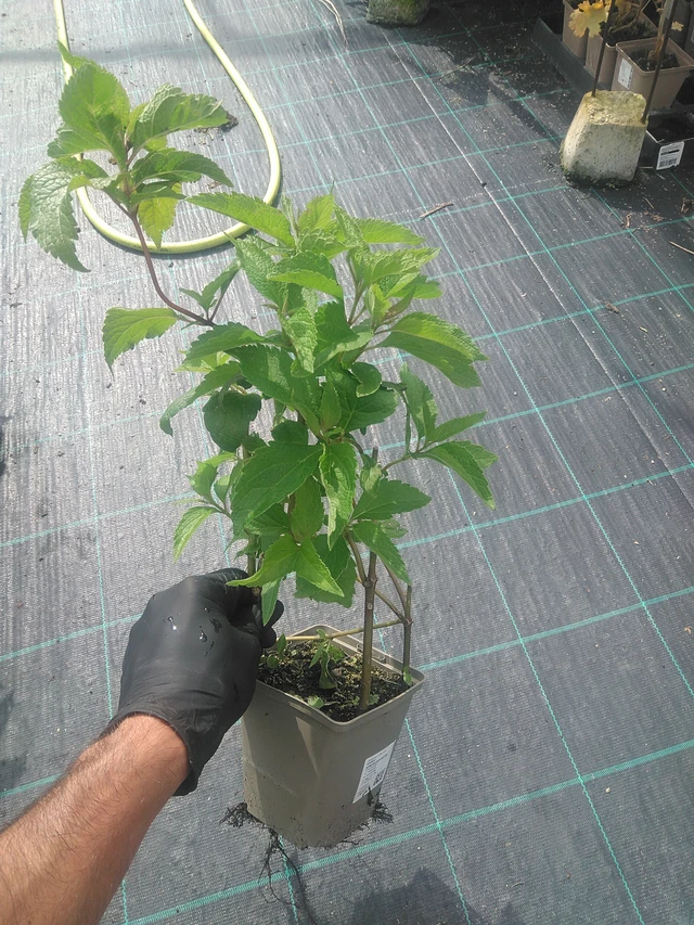 Punalatva Atropurpureum - 10. 9. 2025