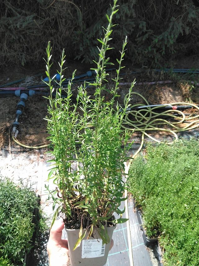 Asteri Lovely - 24. 6. 2025