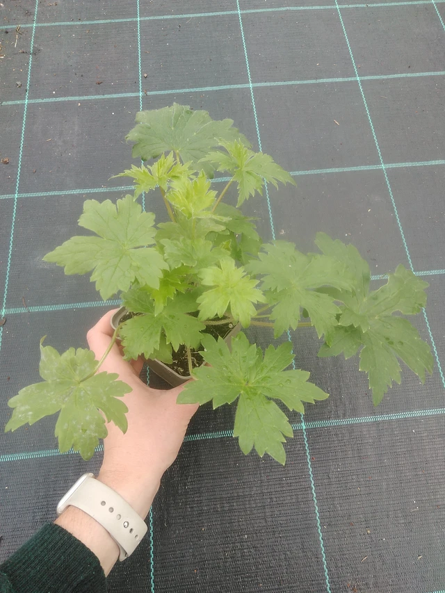 Ritarinkannus Benary’s Pacific Black Knight - 17. 7. 2025