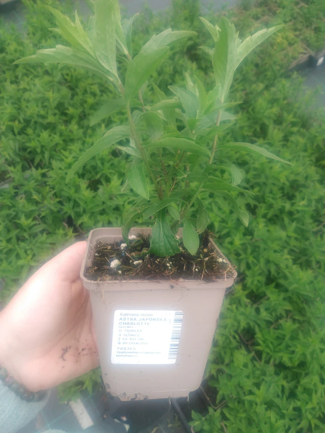 Aster japonés Charlotte - 2024