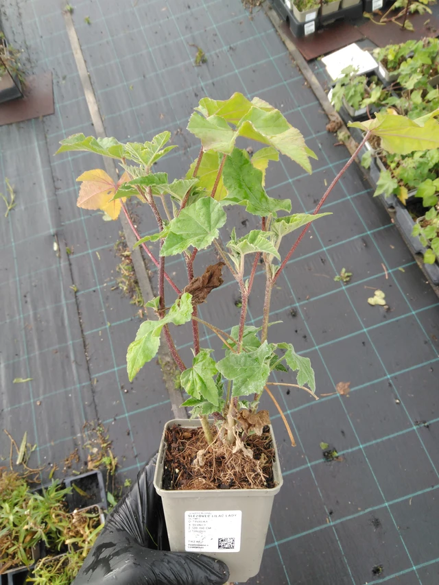 Malvikki Lilac Lady - 23. 10. 2025