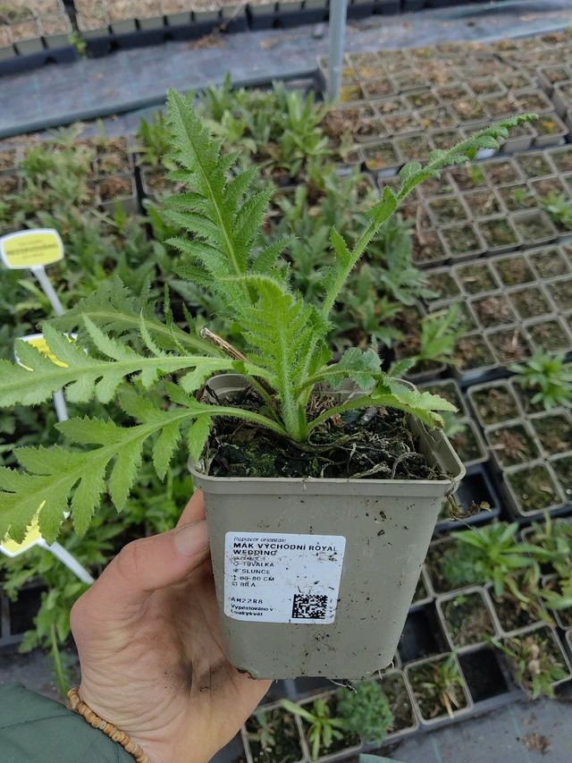 Idänunikko Royal Wedding - 21. 4. 2026