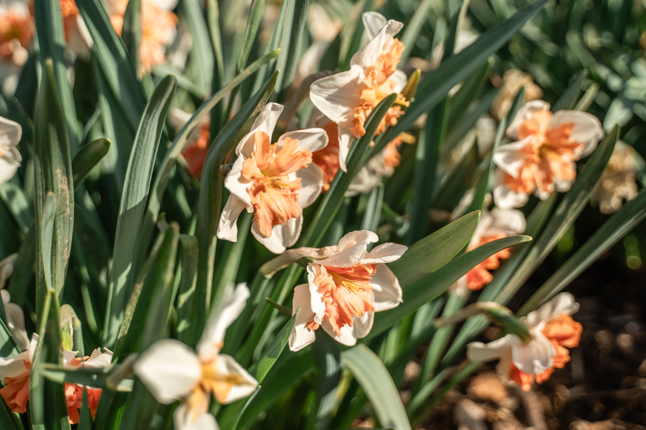 Narciso Shrike, Loukykvět