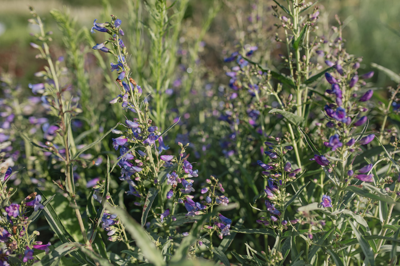 Partapipo Twizzle Blue, Loukykvět