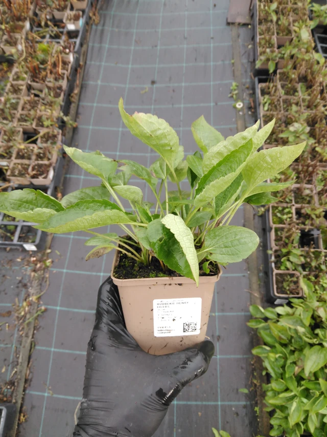 Päivänhattu Henry Eilers - 23. 10. 2025