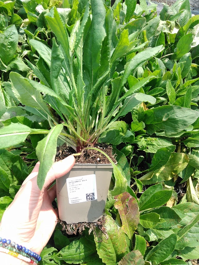 Illakko valkoinen - 9. 6. 2025