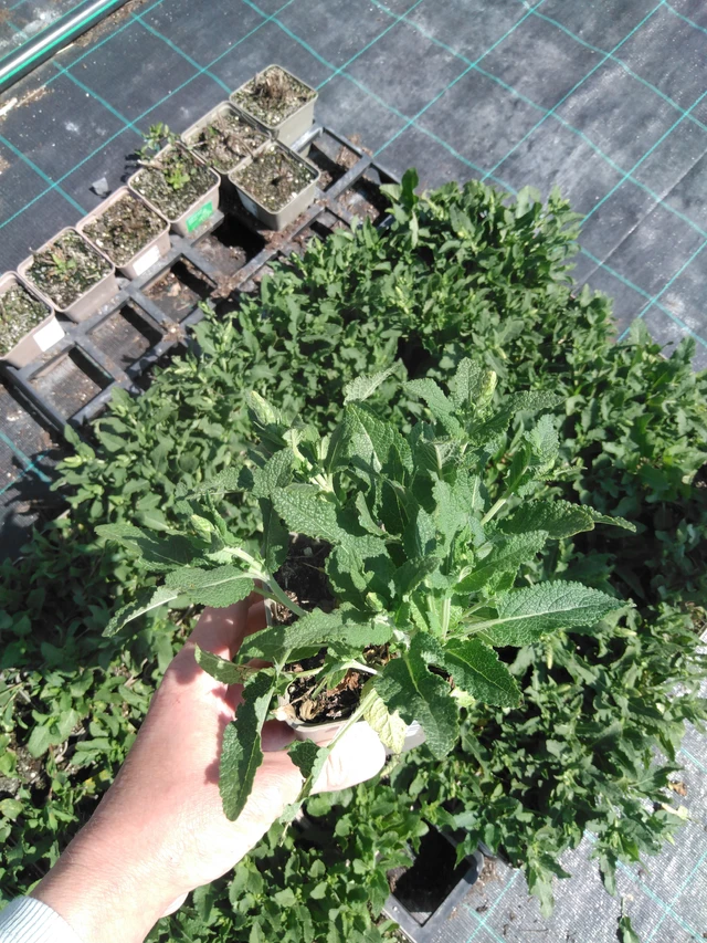 Salvia nemorosa Adrian - 13. 5. 2025