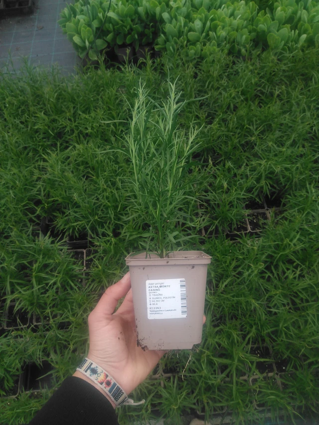 Kanerva-asteri Monte Cassino - 2024