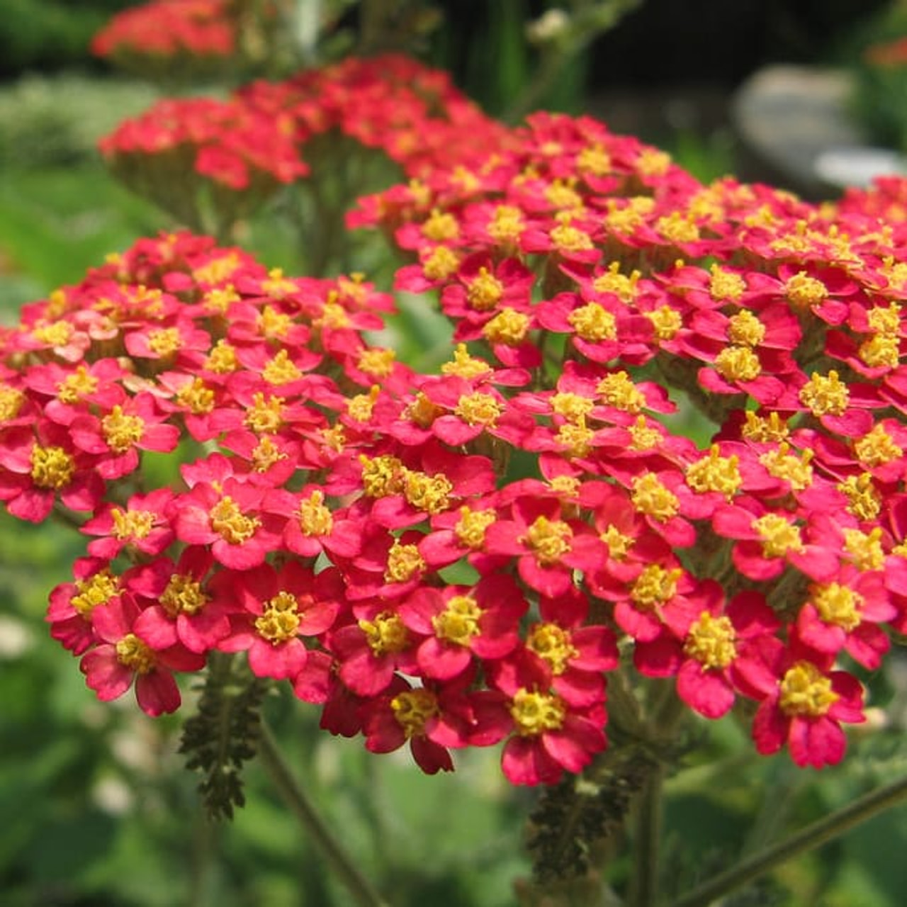 Siankärsämö Red Beauty, Loukykvět