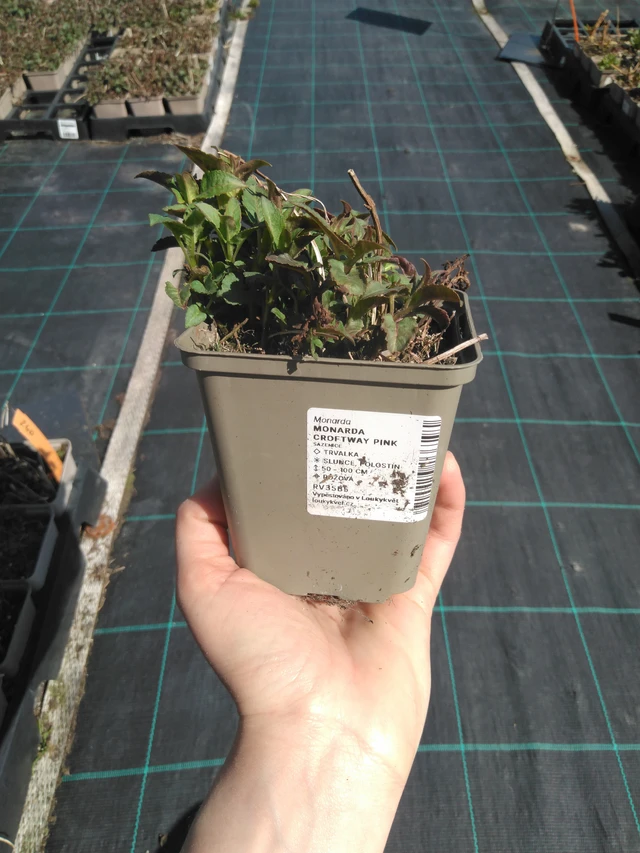 Väriminttu Croftway Pink - 3. 4. 2025