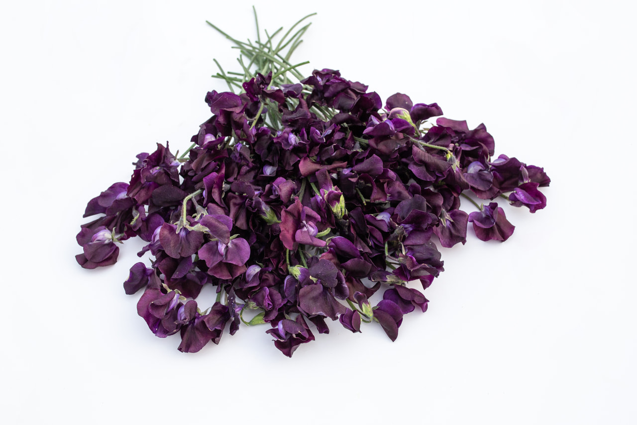 Lathyrus Winter Sunshine Navy, Loukykvět