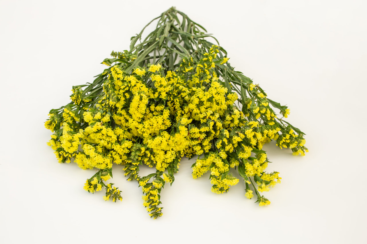 Ikiviuhko QIS Yellow, Loukykvět