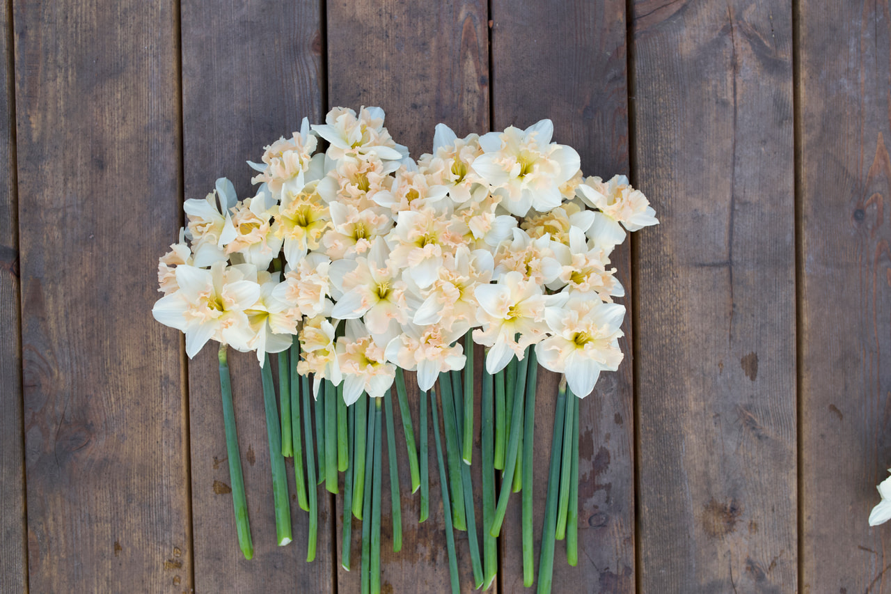 Narsissi Palmares, Loukykvět