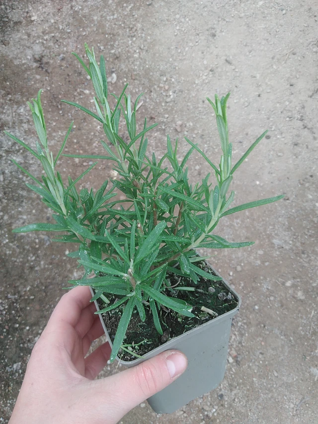 Rosmariini Hishtil Perigord - 17. 7. 2025