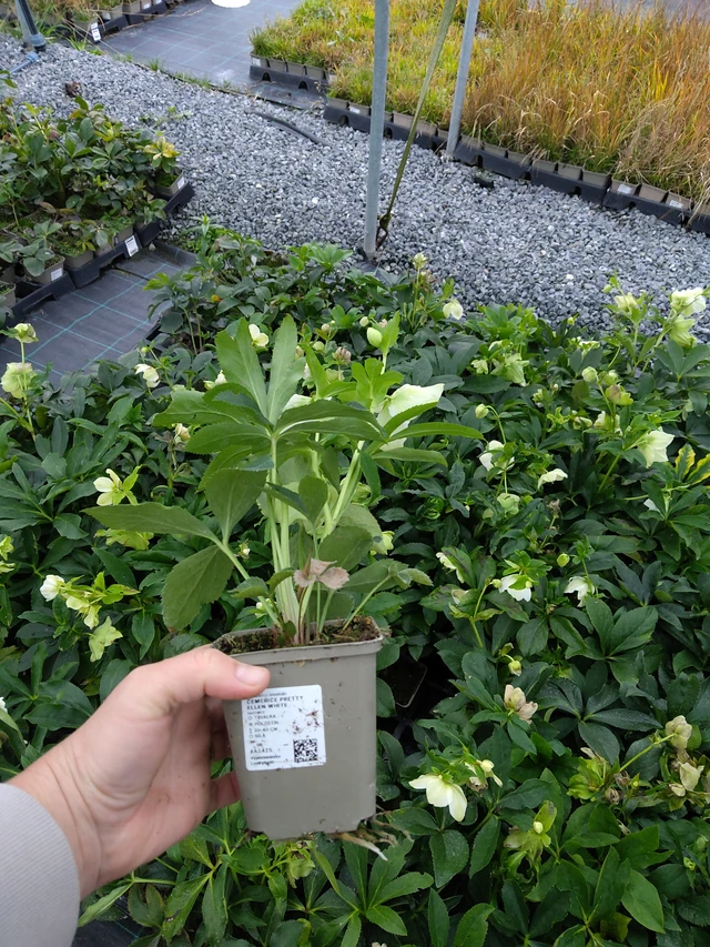 Jouluruusu Pretty Ellen White - 10. 10. 2025