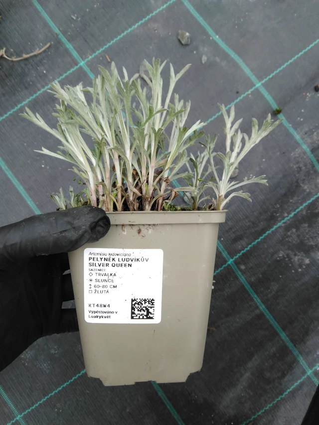 Artemisa Silver Queen - 1. 4. 2026