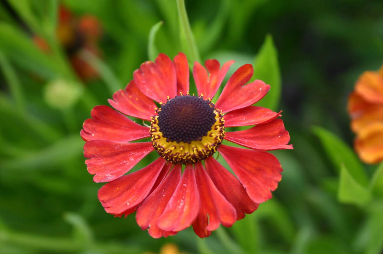Syyshohdekukka Kupferzwerg, Loukykvět