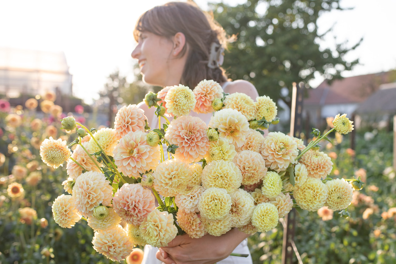 Dalia Sweet Suzanne, Loukykvět