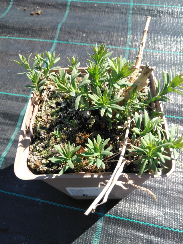 Morsiusharso Flamingo - 3. 4. 2025