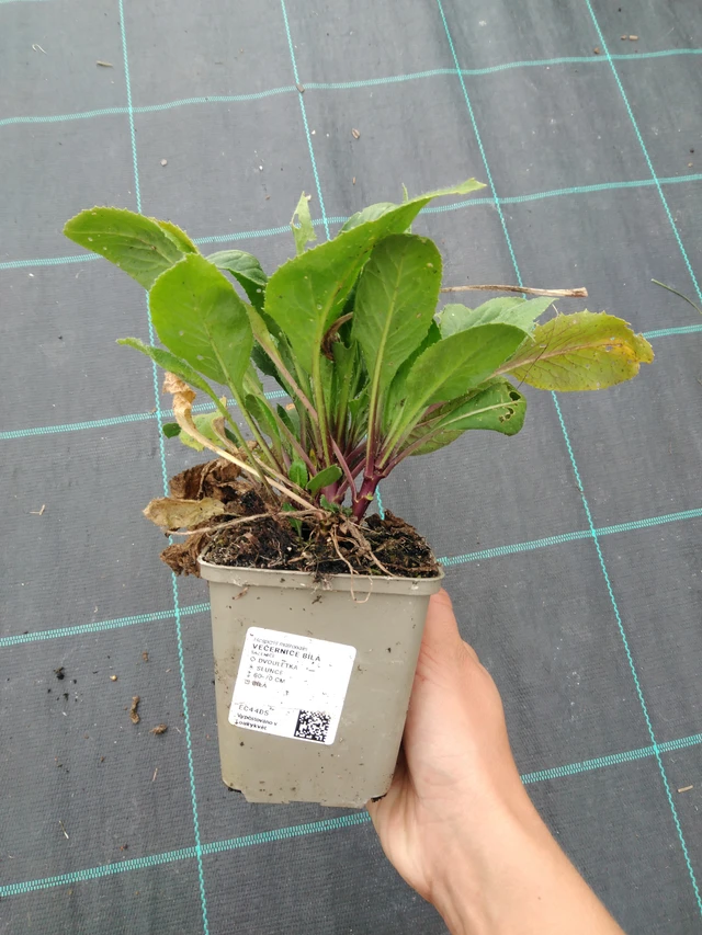 Illakko valkoinen - 10. 9. 2025