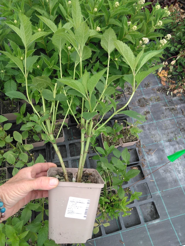 Punalatva Snowball - 2024