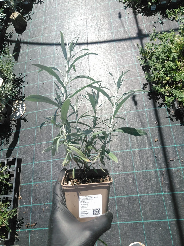 Artemisa Silver Queen - 19. 8. 2025