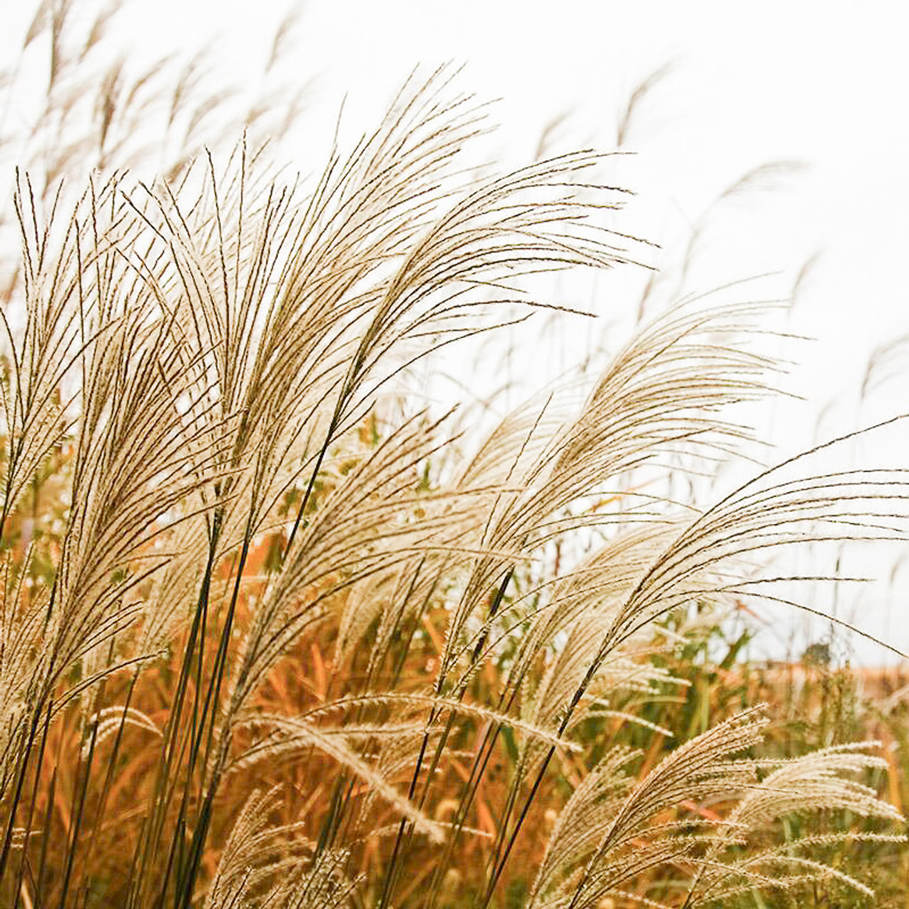 Chinese silver grass, Loukykvět