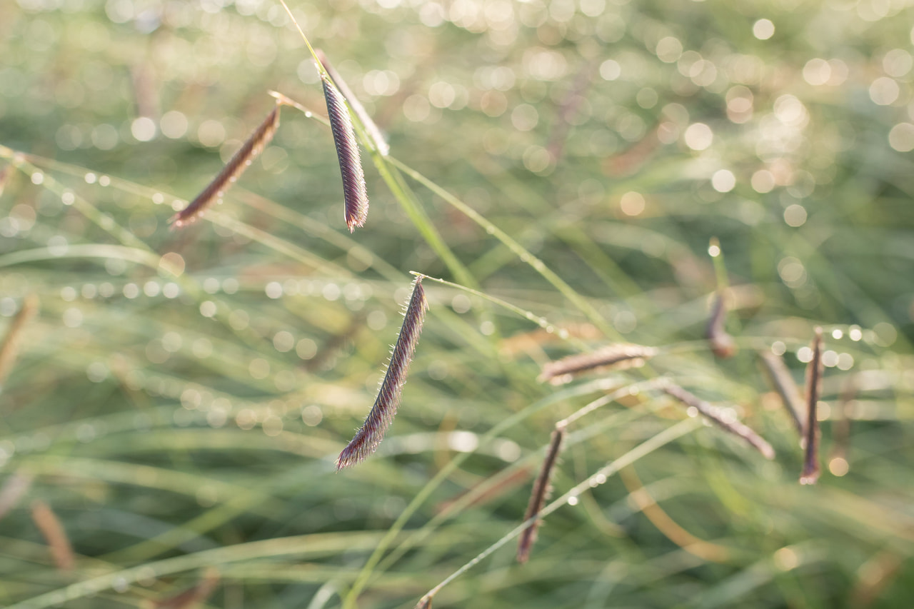 Moskiittoruoho, Loukykvět