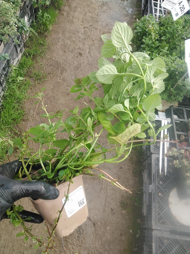 Minttu Eau de Cologne - 13. 10. 2025