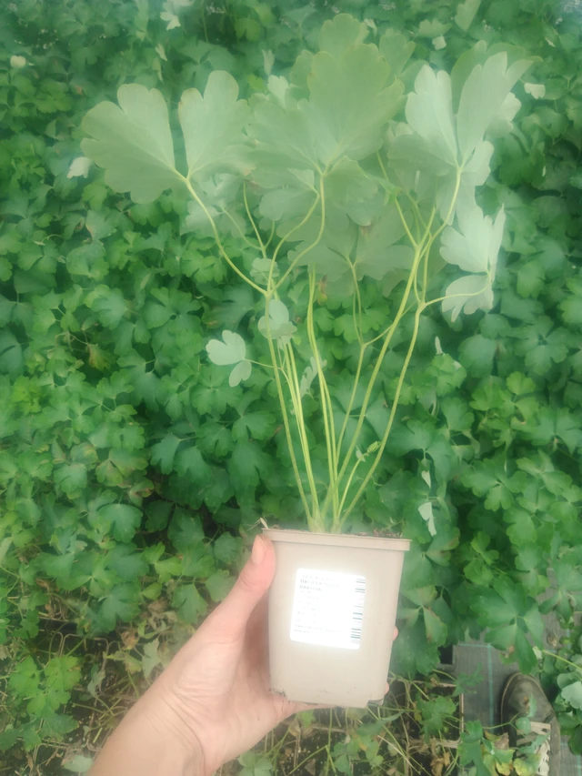 Lehtoakileija Nora Barlow - 2024