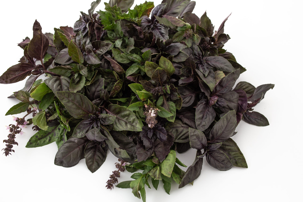 Basilika Dark Opal, Loukykvět