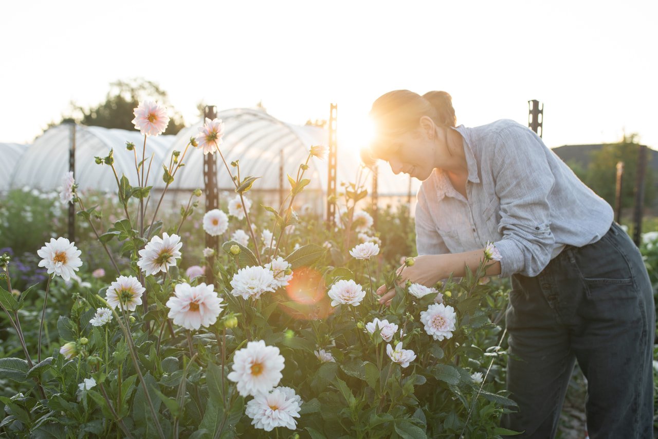 Daalia Espacio, Loukykvět