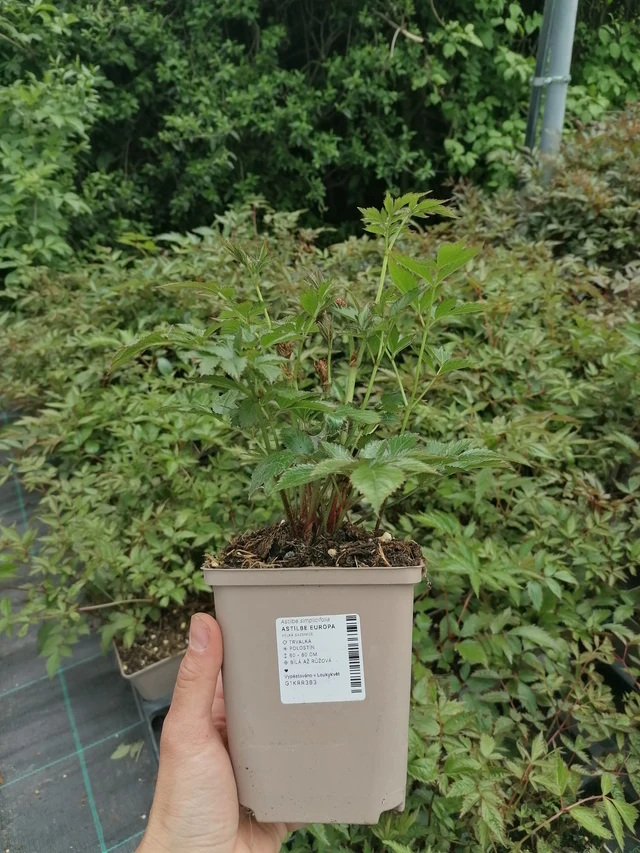 Jaloangervo Europa - 2024