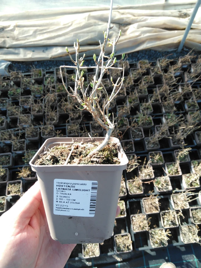 Syyshortensia Limelight - 3. 4. 2025