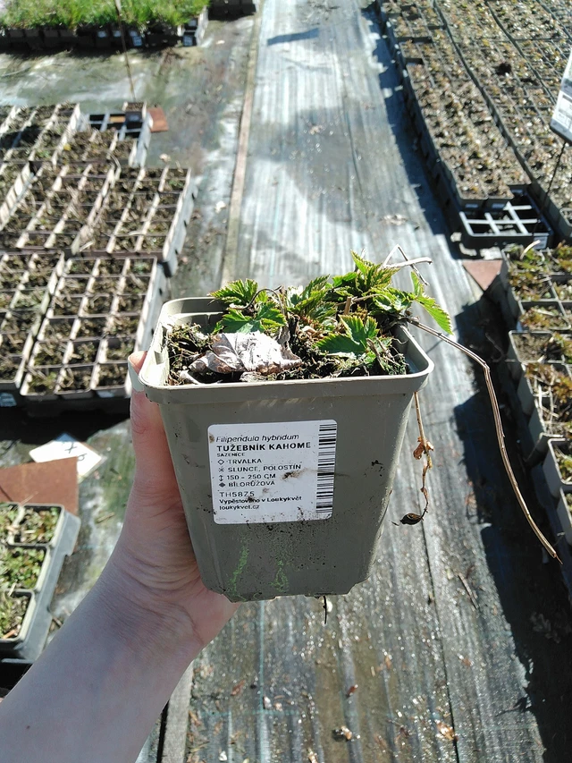 Filipendula Kahome - 7. 4. 2026